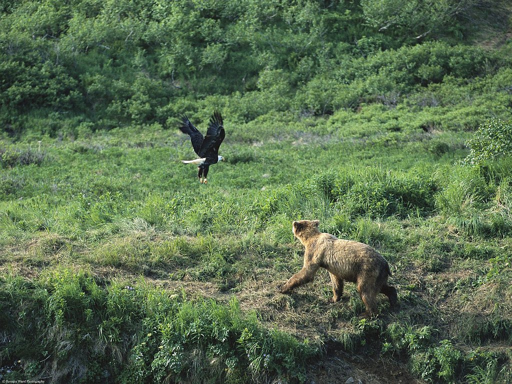 Brown Bear and Bald Eagle, Alaska